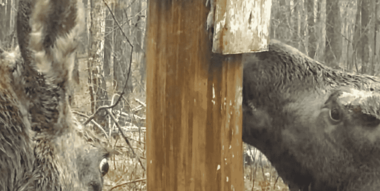 Leśnicy nie spodziewali się tego nagrania. Łosie zrobiły show