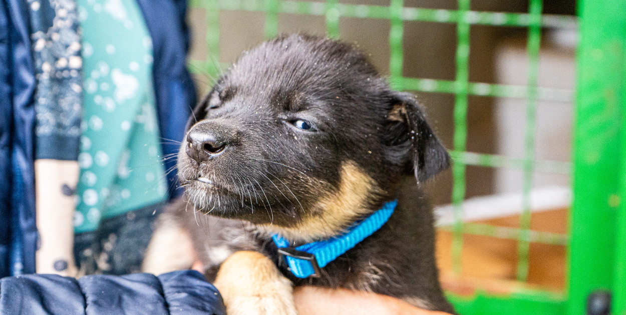 Gmina Sońsk chce płacić 1,5 tys. zł za adoptowanie psa