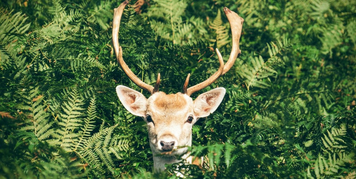 „Rogate złoto” w powiecie pułtuskim: gdzie szukać i czego nie robić