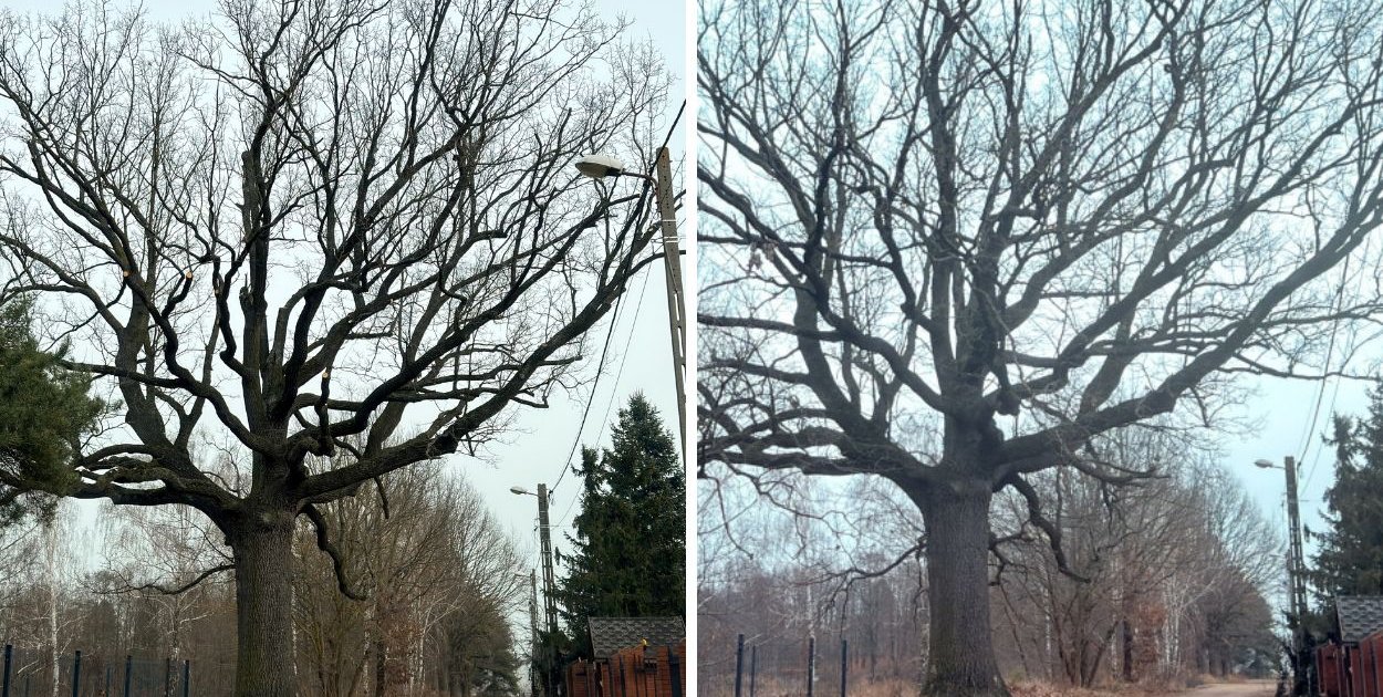 Ten dąb w Grabówcu przeszedł „operację”