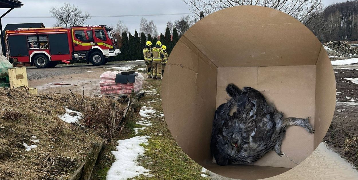 Sowa w kominie i olej na ulicy. Najdziwniejsze akcje strażaków tego tygodnia