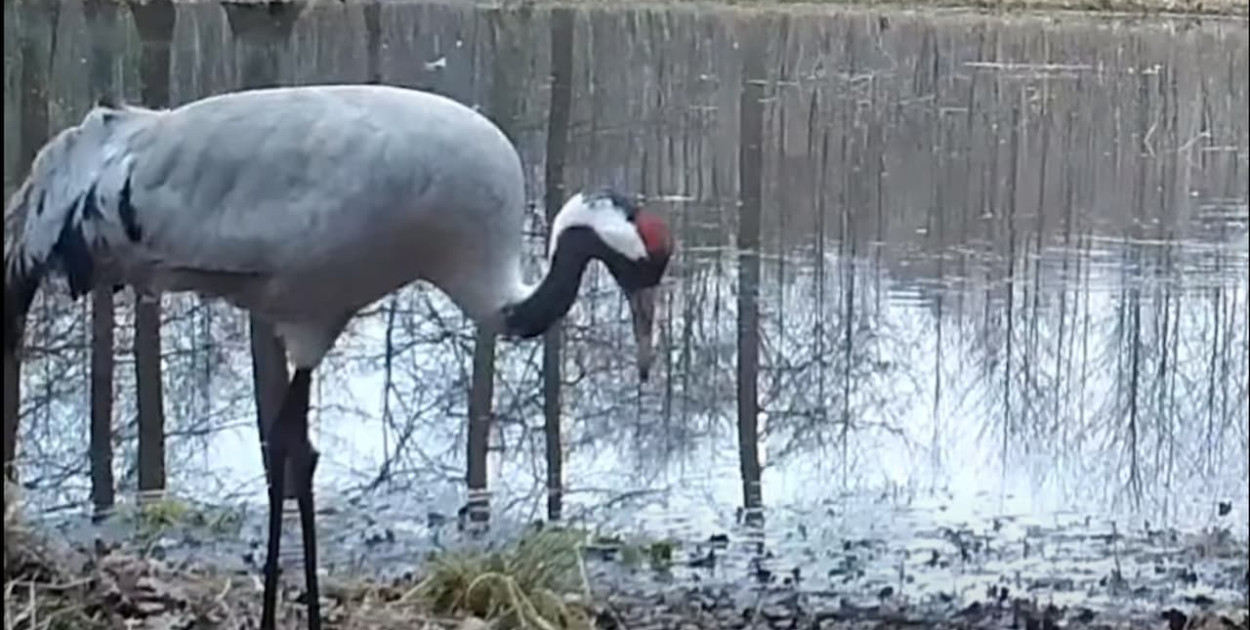 Spektakl nad bagnami pod Pułtuskiem. Tak zaczyna się wiosna