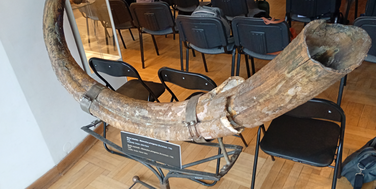 Cios mamuta z podpułtuskiego Gnojna?