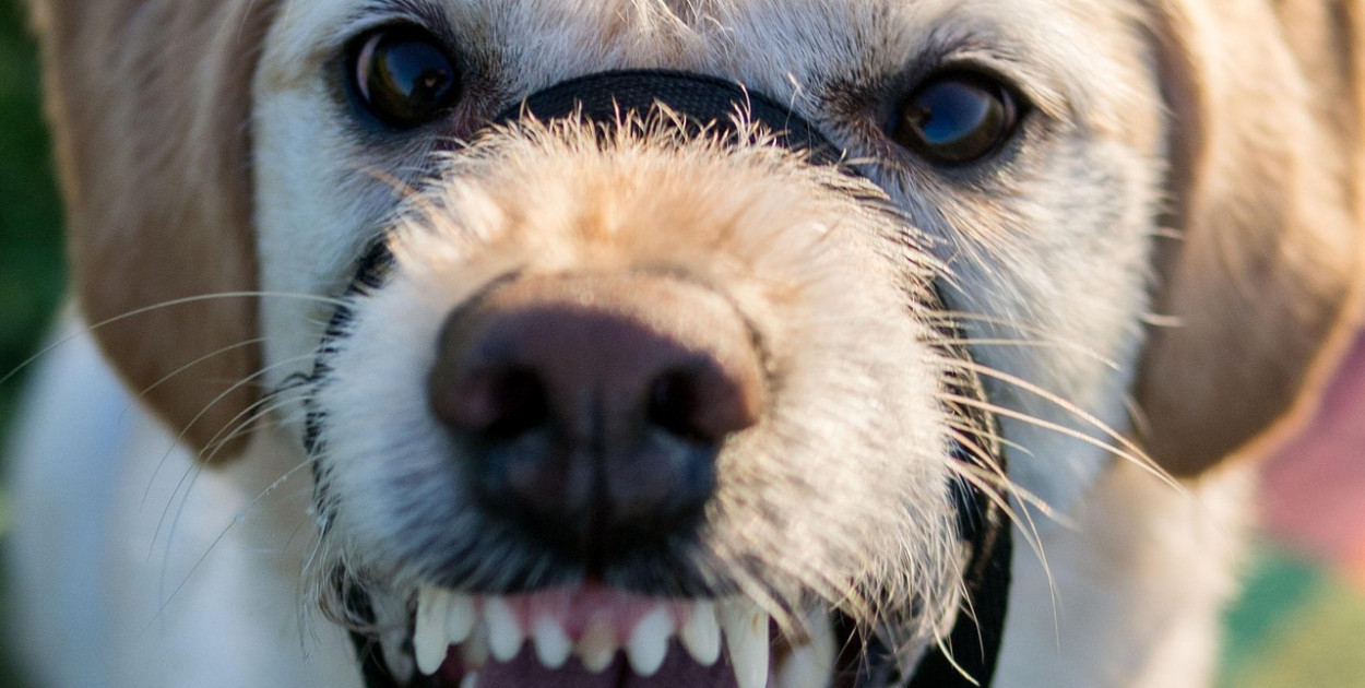 Właściciel schroniska dla zwierząt w Sobolewie skazany na 1,5 roku