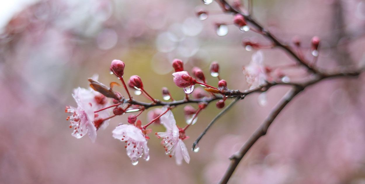 Wielkanoc mokra i chłodna