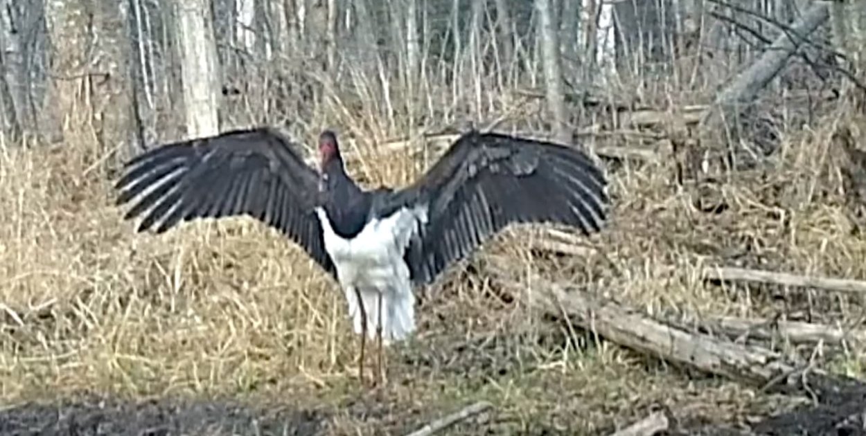 Sensacja w Nadleśnictwie Pułtusk! Bocian czarny w ukrytej kamerze