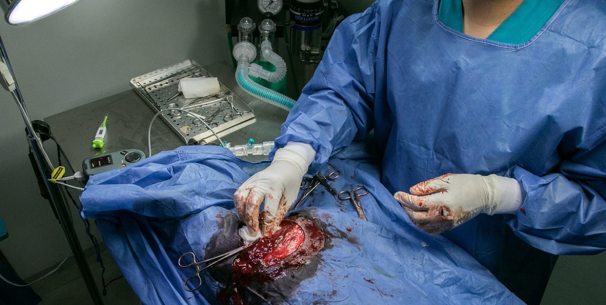 Twierdzą, że tu pomoże tylko kastracja