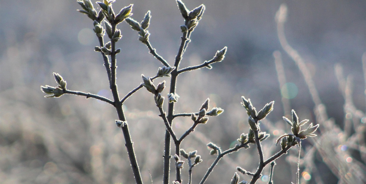 W najbliższych dniach wahania temperatury; IMGW ostrzega przed przymrozkami