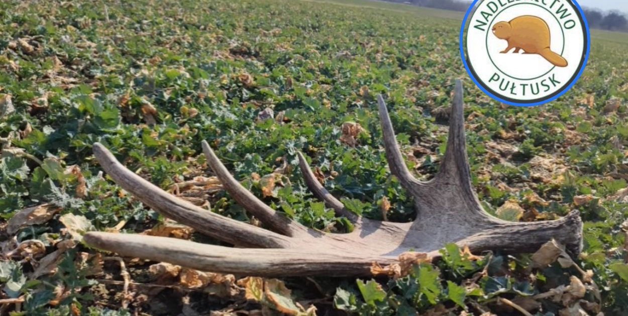 Znalazł to na polu pod Pułtuskiem. Wartość? Zależy od wielu czynników