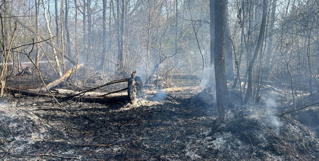 Alarm w Nadleśnictwie Pułtusk! Najwyższe zagrożenie pożarowe