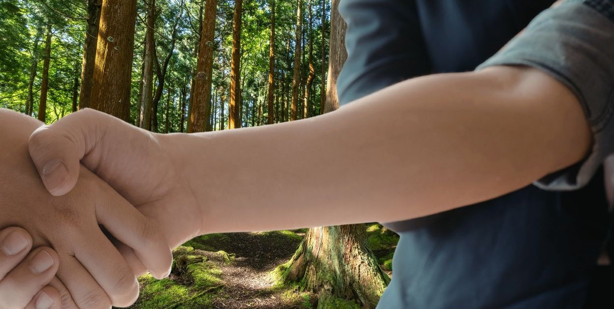 Sprzedaż lasu w regionie Pułtuska? Nadleśnictwo ogłosiło warunki