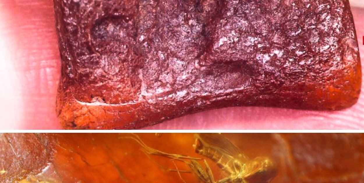 40 milionów lat w jednej bryłce. Pułtuski nauczyciel zaskoczył naukowców